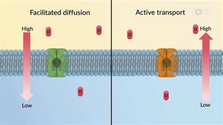 how are active transport and facilitated diffusion similar