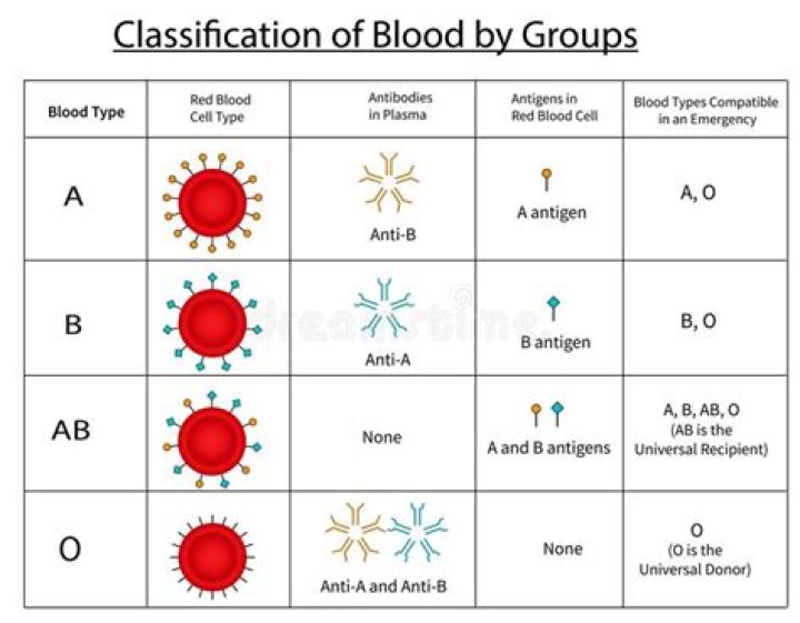 How are antibodies related to the type of blood a person can receive