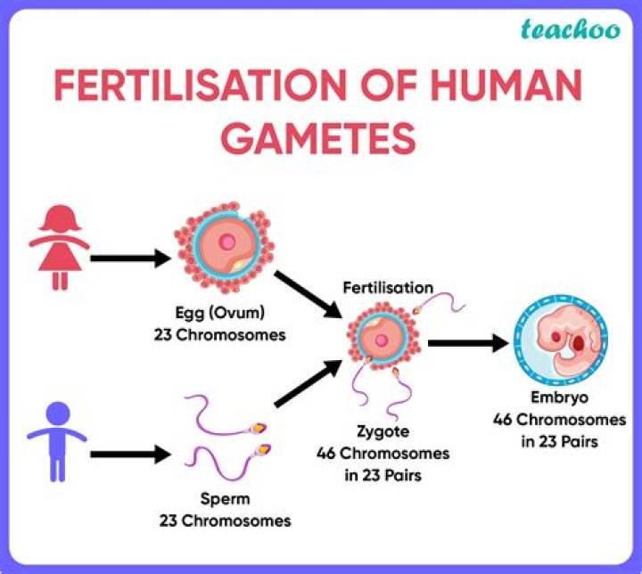 How are female gametes formed