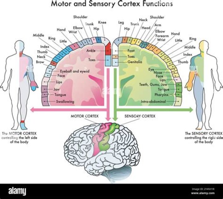 How are handedness and brain function related