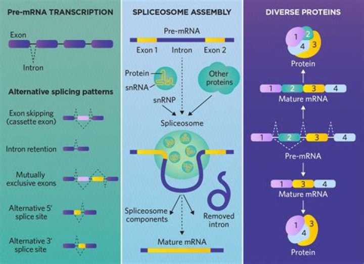 How are introns and exons alike?