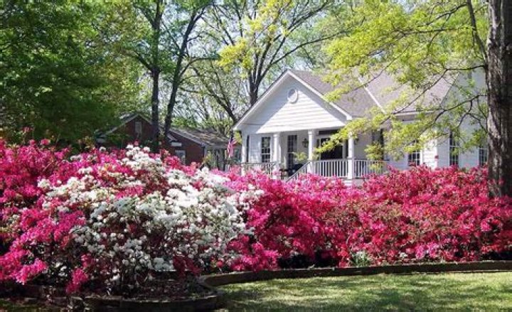 how big do encore azaleas get