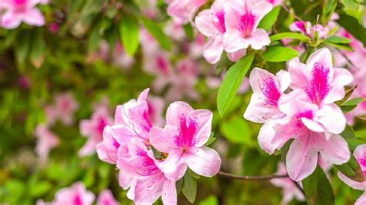 How big do orange azaleas get?