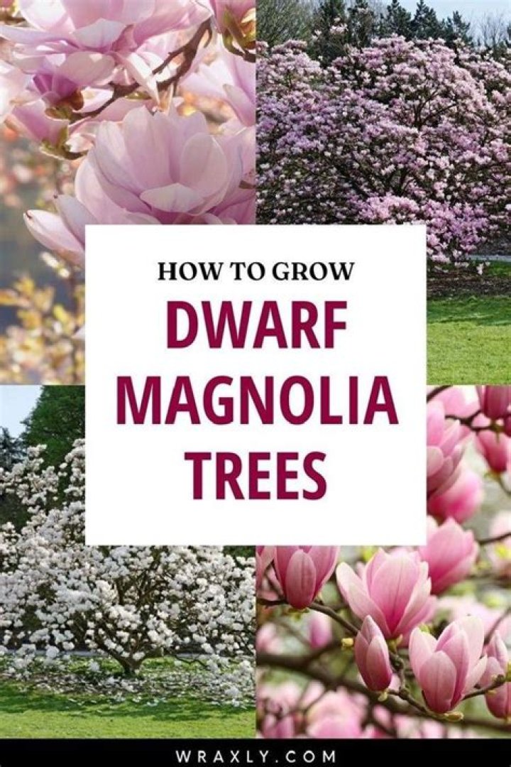 how big does a magnolia tree get