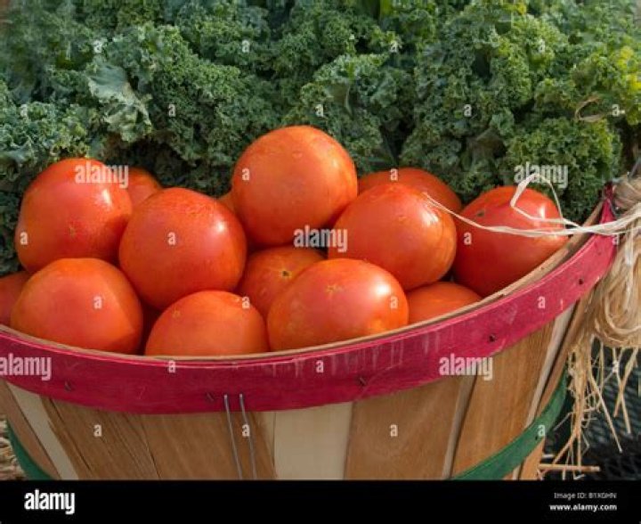 How big is a bushel of tomatoes?
