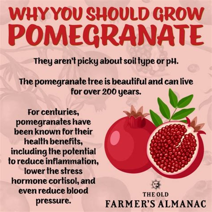 how big is a pomegranate
