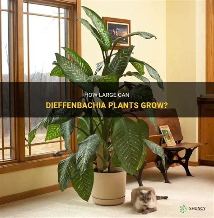 How big will a dieffenbachia plant get