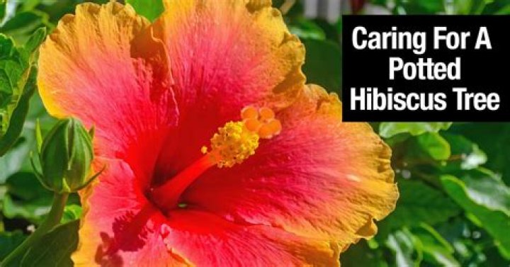 How can I get my hibiscus tree back