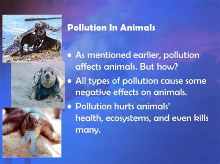 How can pollution affect animals