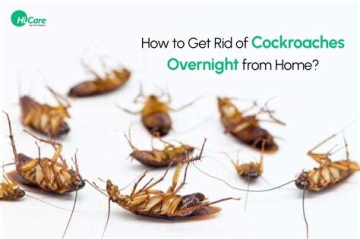 How cockroaches get in apartments