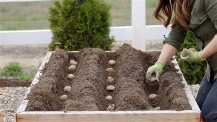 How deep should a garden box be for potatoes?