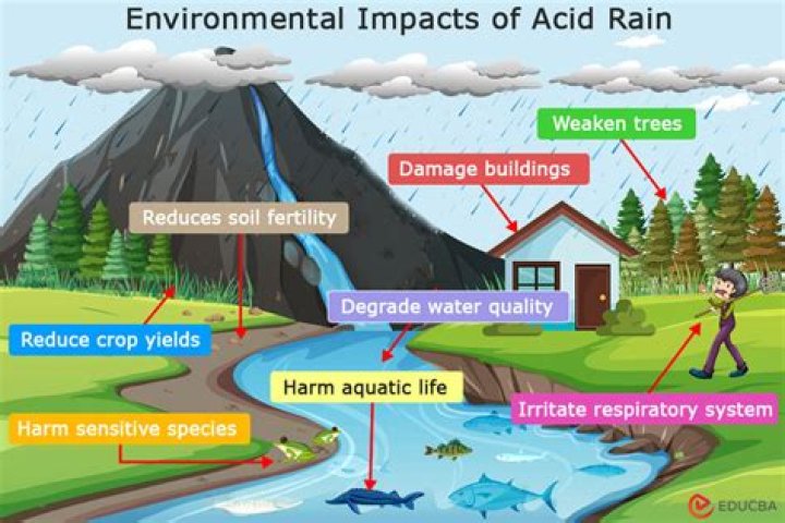 How do acids affect the environment