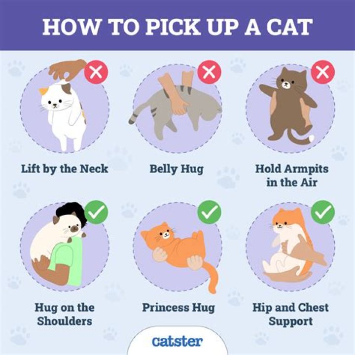 How do cats pick up kittens?