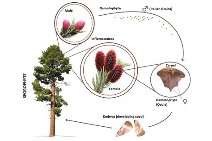 how do conifers reproduce