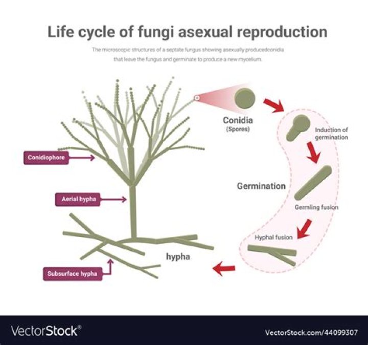 How do conjugating fungi reproduce