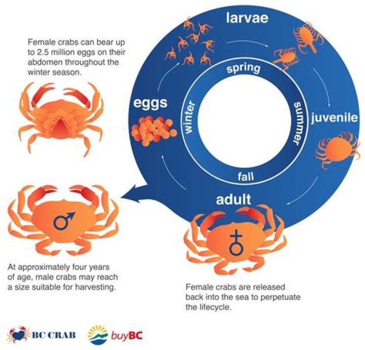 how do crabs reproduce