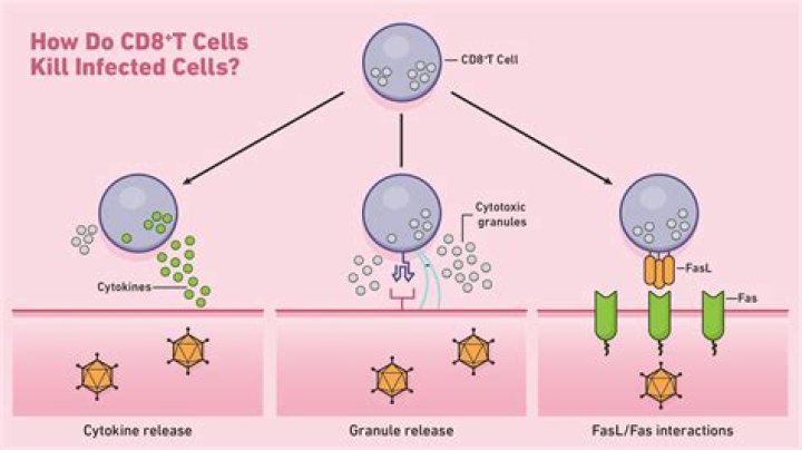 How do cytotoxic T cells kill viruses