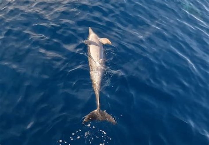 how do dolphins sleep