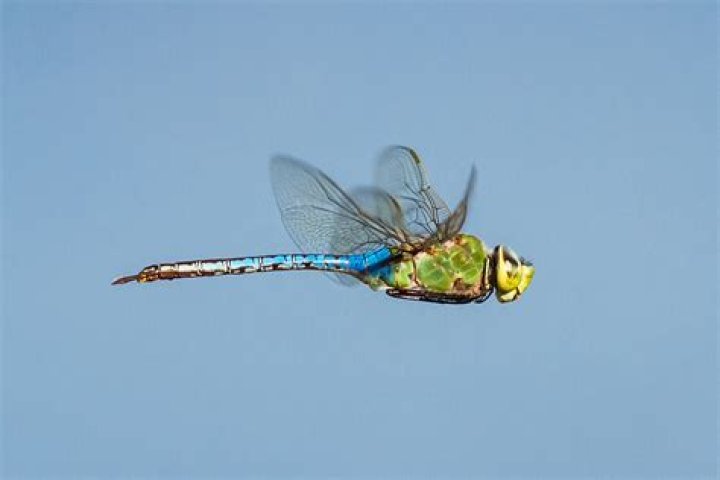 How do dragonflies fly?