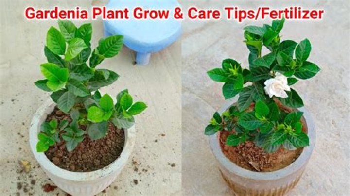 How do dwarf gardenias grow