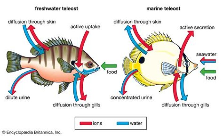 How do gills help fish maintain homeostasis