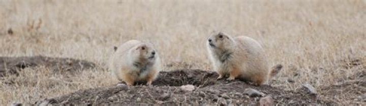 How do humans affect prairie dogs