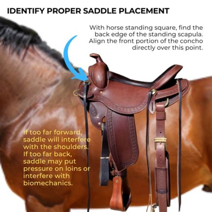 How do I find out what my saddle is worth?