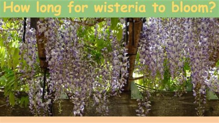 How do I get my Chinese wisteria to bloom
