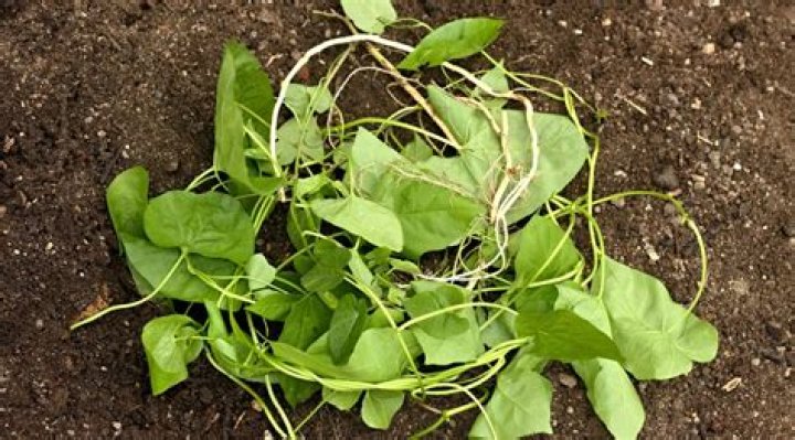 How do I get rid of bindweed
