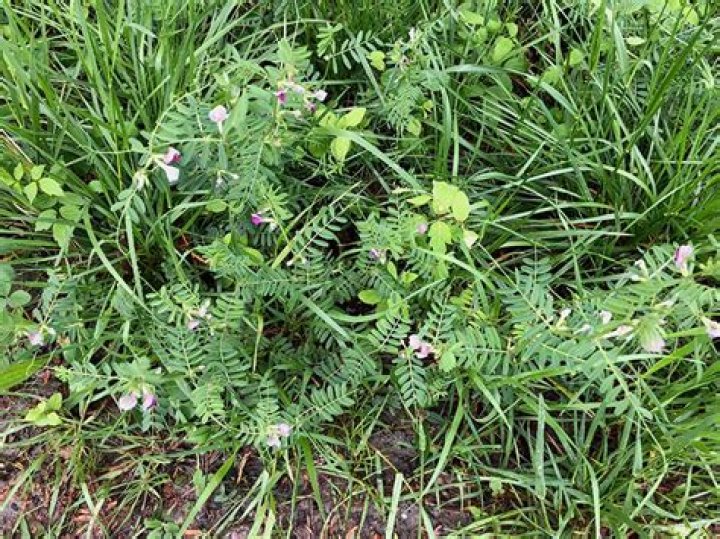 How do I get rid of crown vetch
