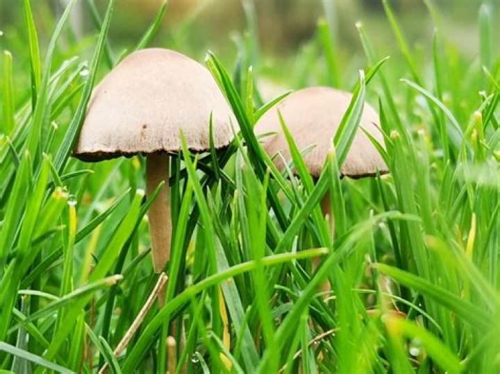 How do I get rid of mushrooms in my grass