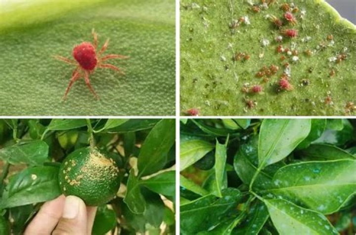 How do I get rid of spider mites on my citrus trees