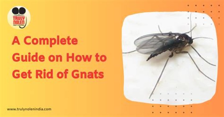 How do I get rid of tiny gnats