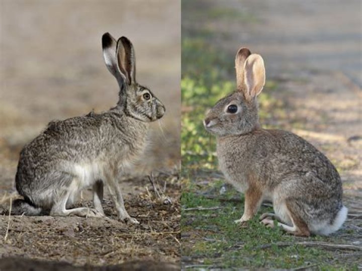 How do I identify my snowshoe hare