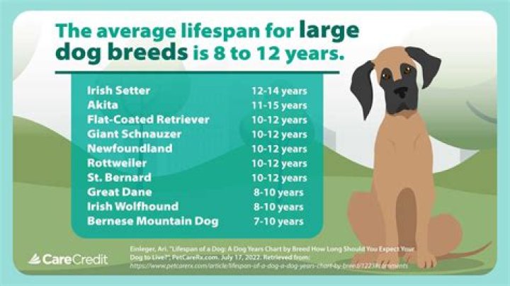 How do I know if my dog has MRSA