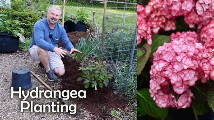 How do I prepare my climbing hydrangea for winter?
