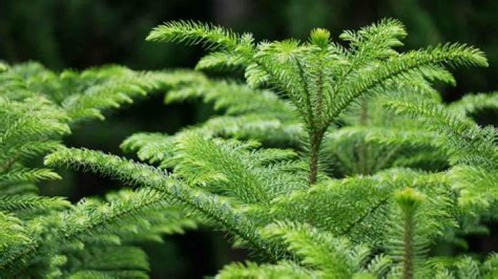 How do I revive my Norfolk Island pine