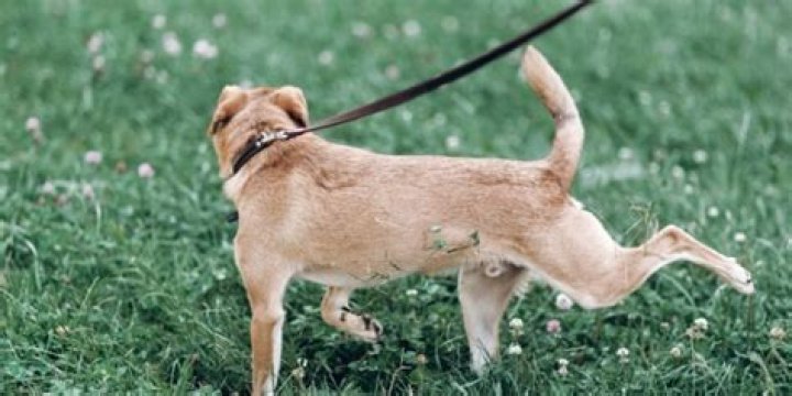 How do I stop my dog from kicking up grass