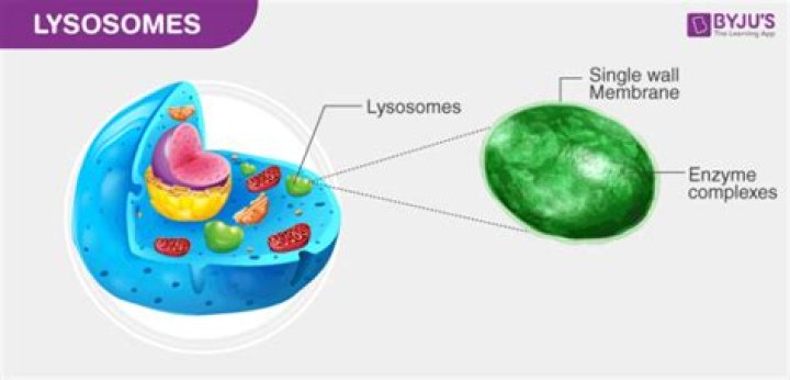 How do lysosomes work with other organelles
