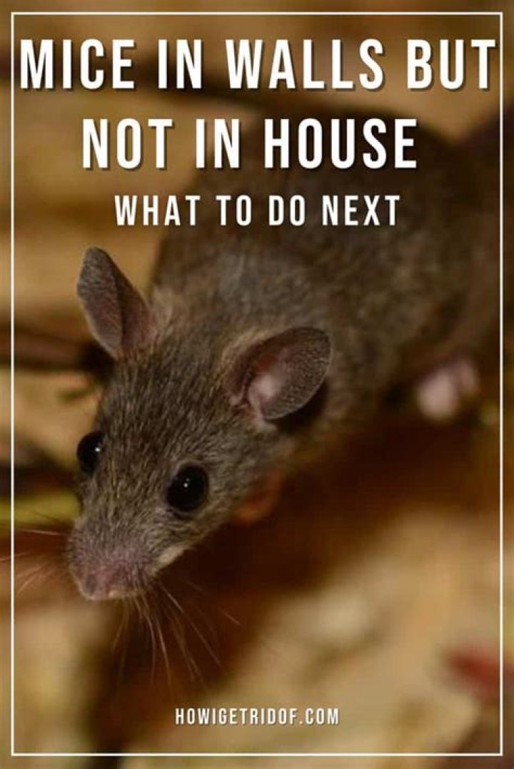 How do mice get into walls