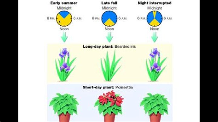 how do plants become variegated