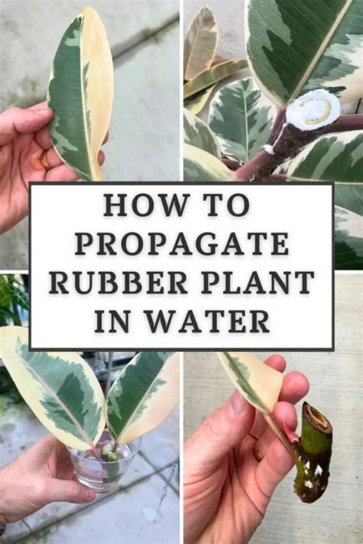 How do restios propagate?