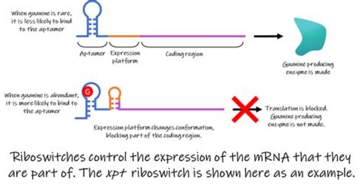 How do riboswitches work? | ContextResponse.com