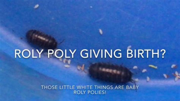 How do Rollie Pollies give birth?
