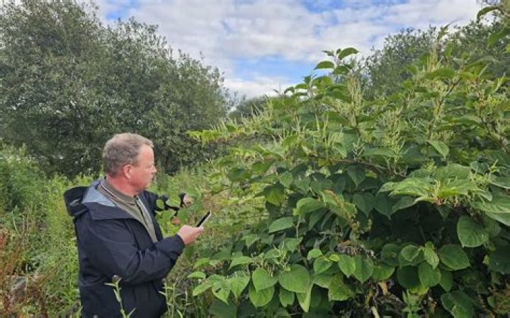 How do scientists control Japanese knotweed?