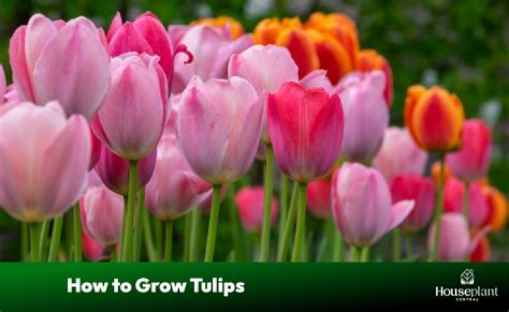 How do tulips grow best