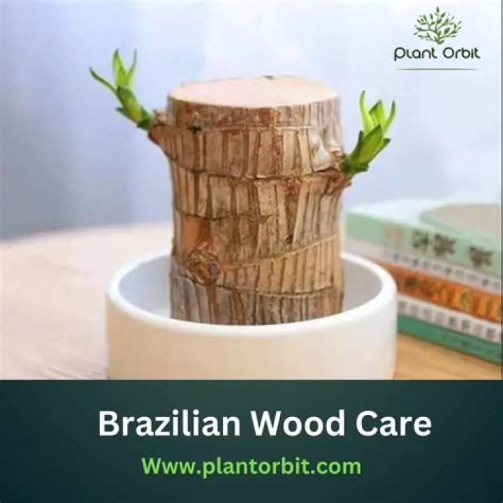 How do you care for outdoor wood carvings