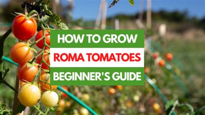 How do you eat roma tomatoes