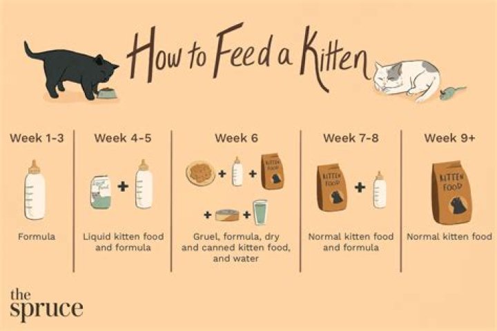 How do you feed a cat medicine?