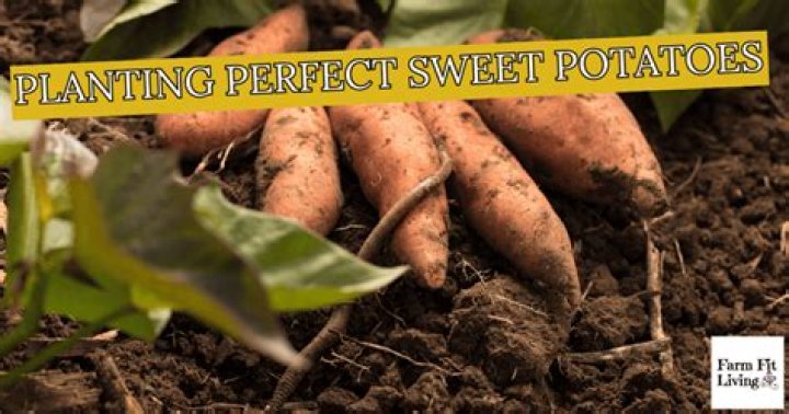 How do you fertilize sweet potatoes?